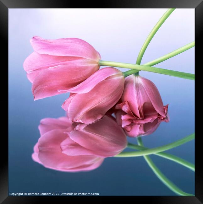 Pink tulips Framed Print by Bernard Jaubert