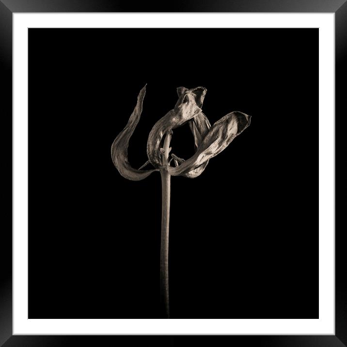 Wilted tulip Framed Mounted Print by Bernard Jaubert