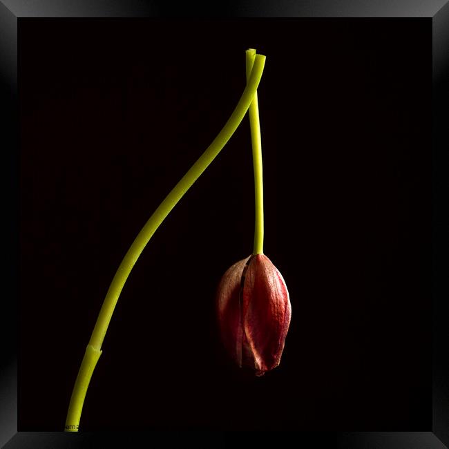 Faded red tulip Framed Print by Bernard Jaubert