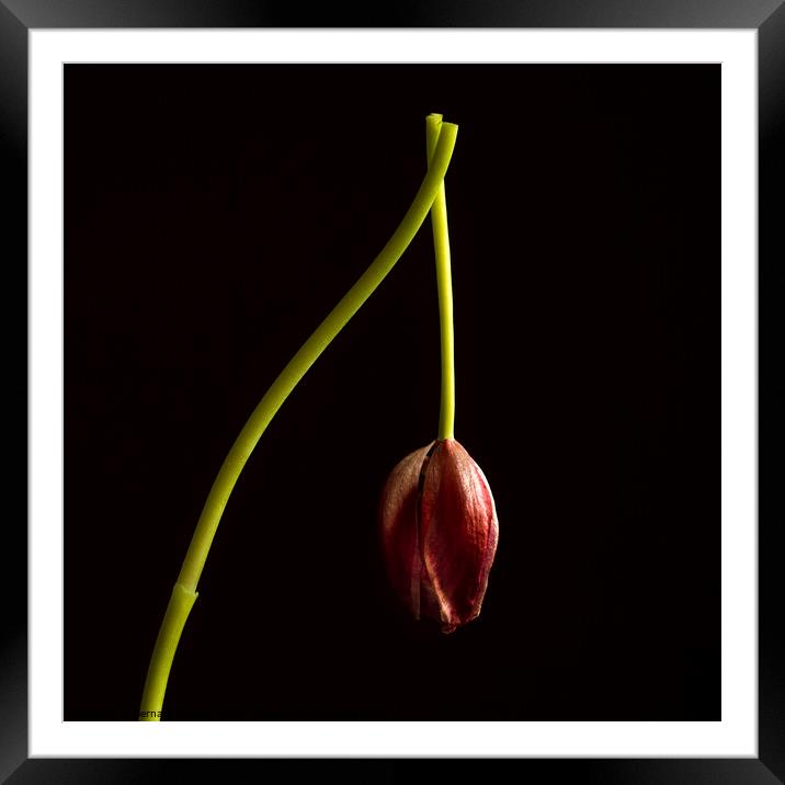 Faded red tulip Framed Mounted Print by Bernard Jaubert