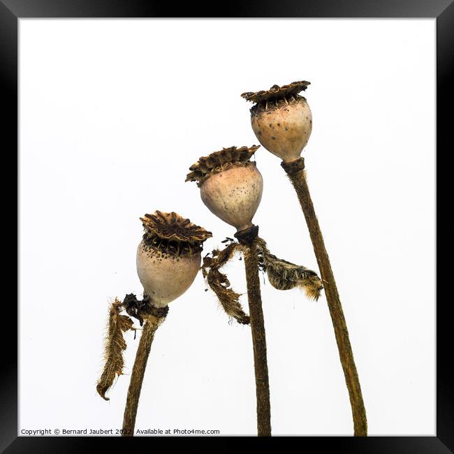 Dry poppy heads Framed Print by Bernard Jaubert