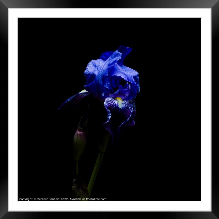 Iris flower Framed Mounted Print by Bernard Jaubert