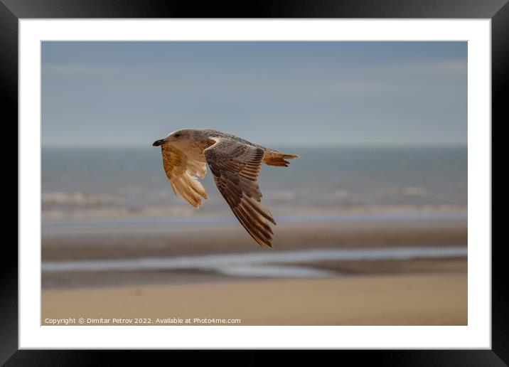 A bird flying over a beach Framed Mounted Print by Dimitar Petrov