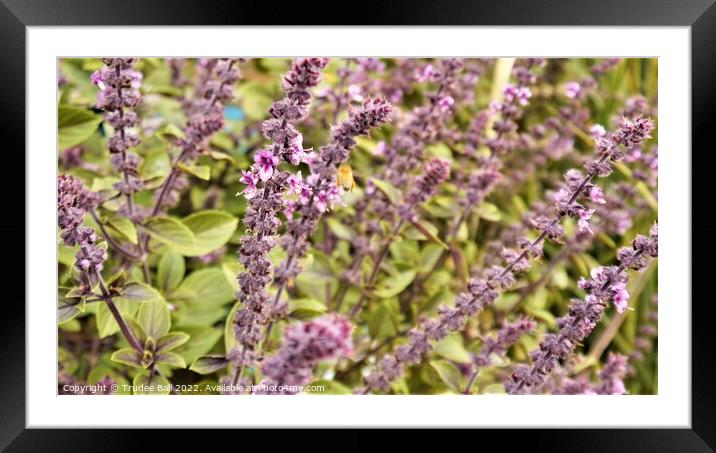 Basil and Bee Framed Mounted Print by Trudee Ball