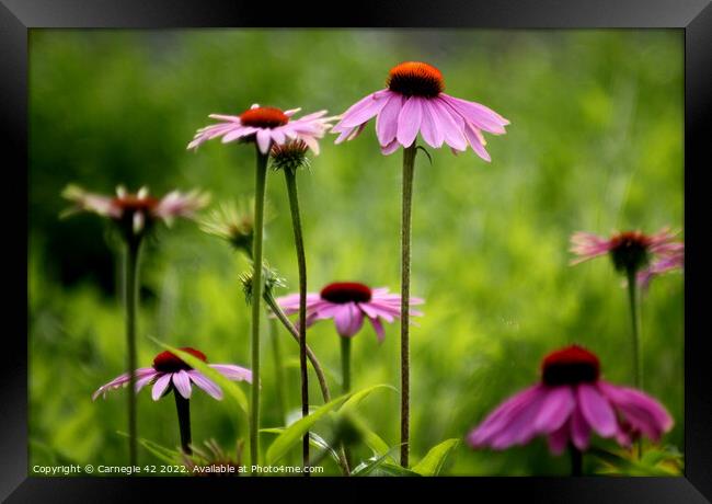 Blossoming Pink Flora Ensemble Framed Print by Carnegie 42