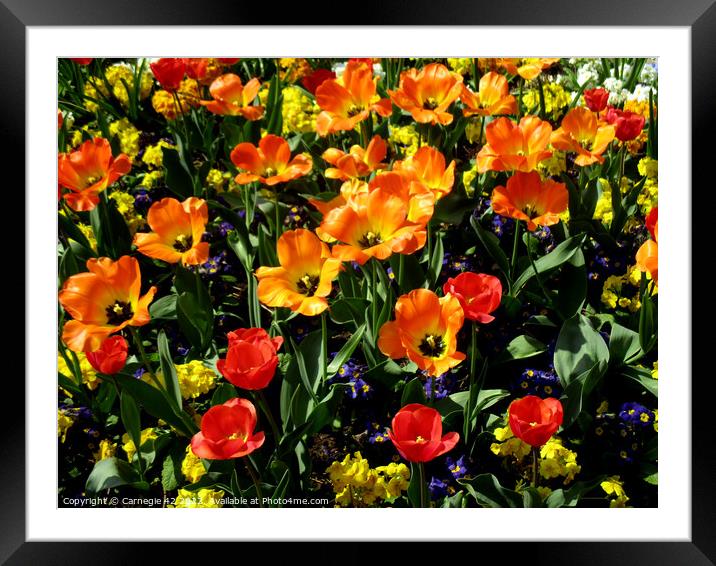 Vibrant Floral Symphony Framed Mounted Print by Carnegie 42