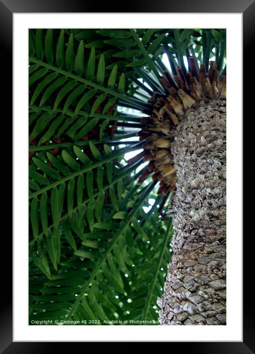 Tropical Splendour: Palm Tree Close-Up Framed Mounted Print by Carnegie 42