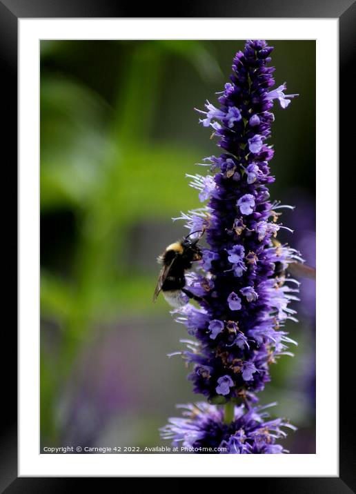 Pollination Dance: A Bumblebee's Delight Framed Mounted Print by Carnegie 42