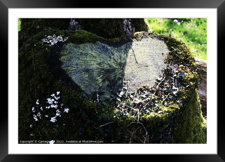 Heartfelt Expression in Nature Framed Mounted Print by Carnegie 42