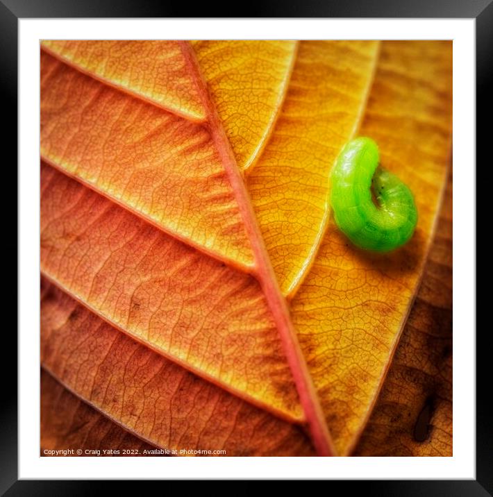Autumn Leaf with a Caterpillar. Framed Mounted Print by Craig Yates