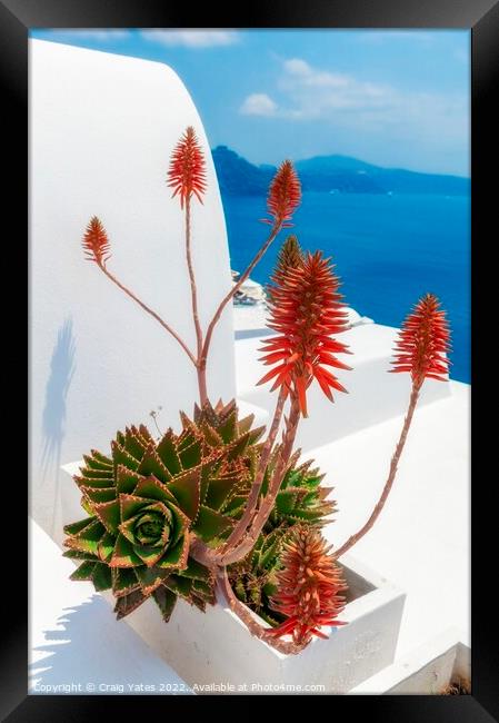Santorini Aloe vera  Framed Print by Craig Yates