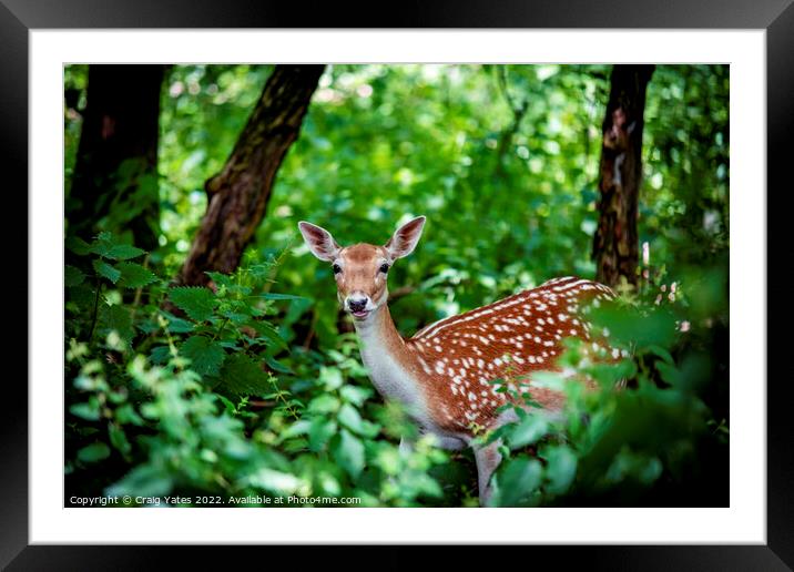 Fallow Deer Surprise Meeting. Framed Mounted Print by Craig Yates