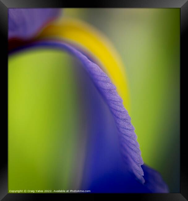 British Iris Flower Macro Abstract Framed Print by Craig Yates