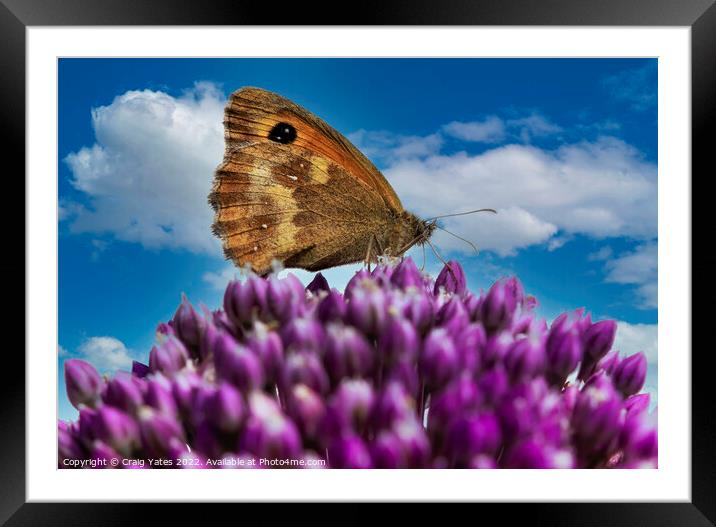 Gatekeeper Butterfly on an Allium Framed Mounted Print by Craig Yates