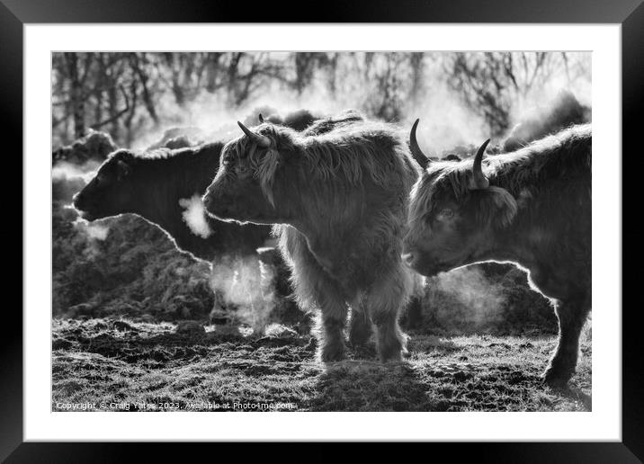 Highland Cows on a Winter Morning. Framed Mounted Print by Craig Yates
