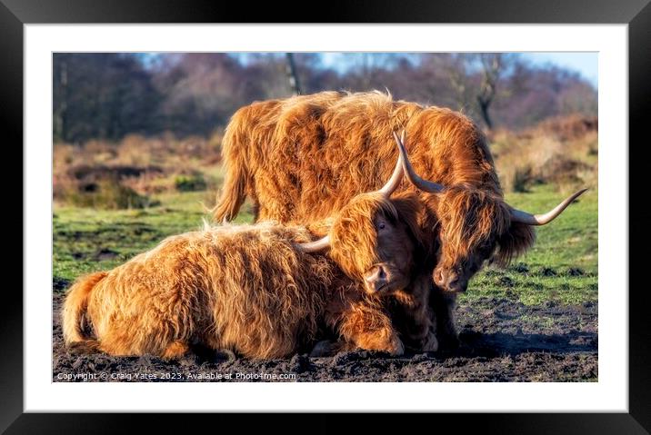 Playful Highland Cows. Framed Mounted Print by Craig Yates