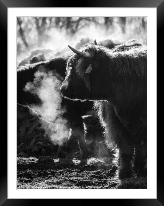 Highland cow Black and white. Framed Mounted Print by Craig Yates