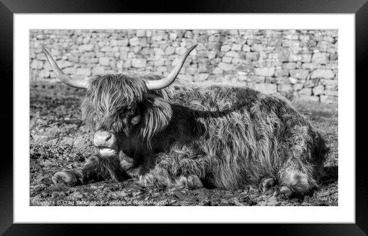 Highland Cow laying down black and white. Framed Mounted Print by Craig Yates