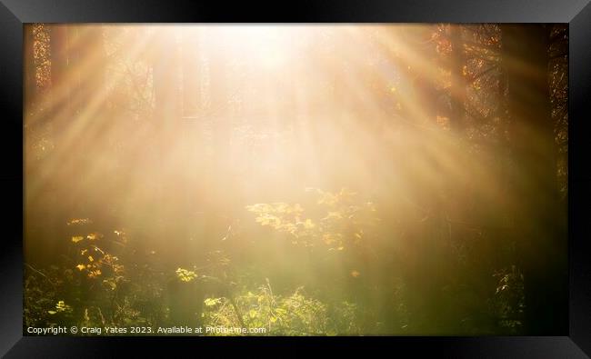 Woodland Sunlight Framed Print by Craig Yates