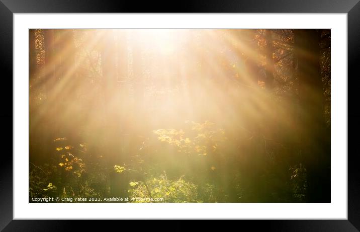 Woodland Sunlight Framed Mounted Print by Craig Yates