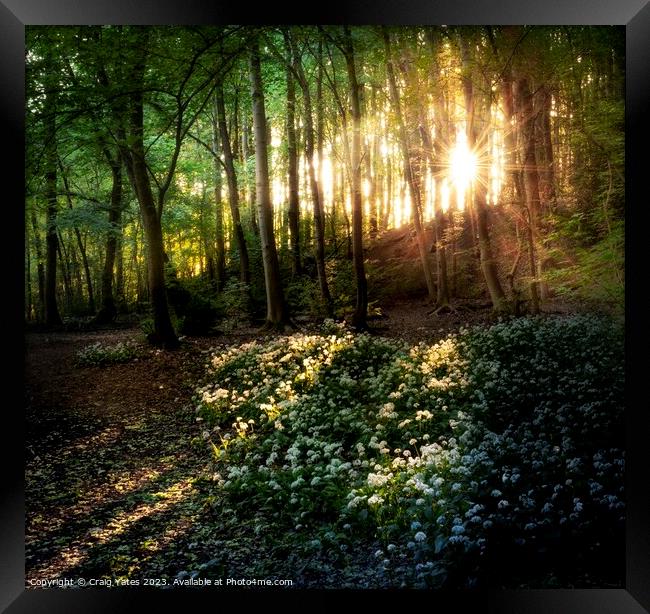 Wild Garlic Sunrise Linacre Reservoir Peak District. Framed Print by Craig Yates