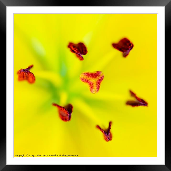 Yellow Lilly Macro.  Framed Mounted Print by Craig Yates