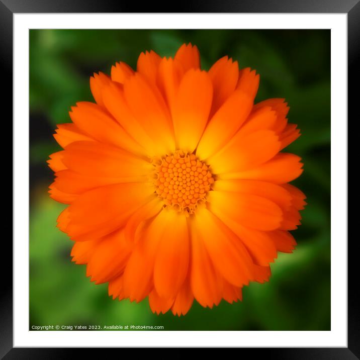Orange Calendula Flower. Framed Mounted Print by Craig Yates