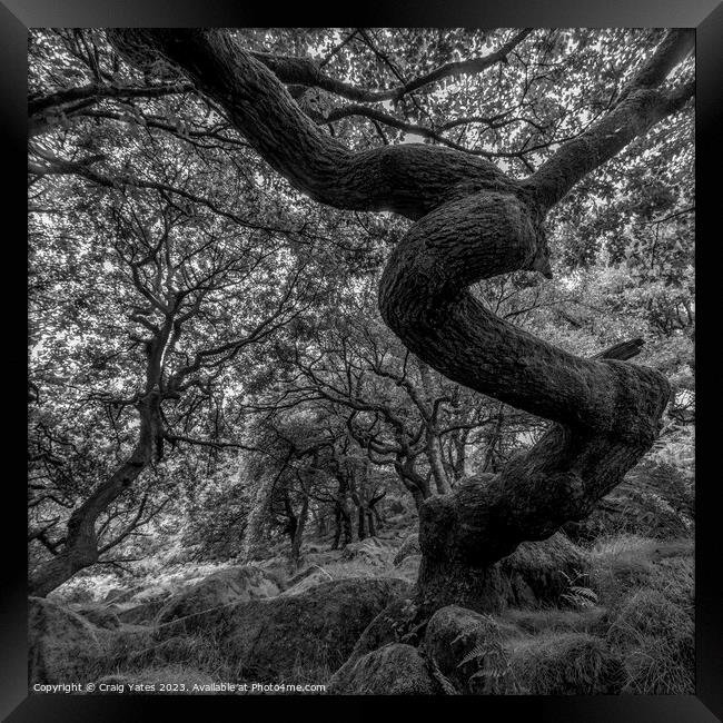 Twisted Gnarly Tree Padley Gorge Framed Print by Craig Yates
