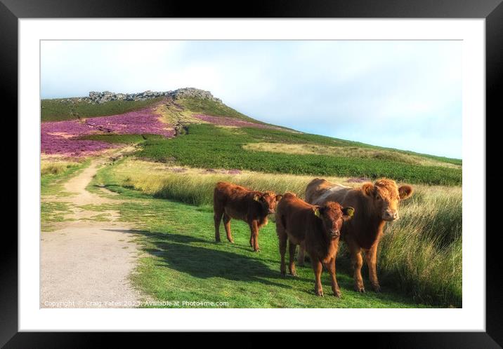 Peak District Cows Higgar Tor Framed Mounted Print by Craig Yates