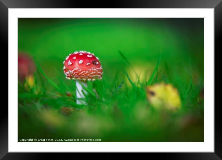 Red Toadstool Fly agaric fungus fungi Framed Mounted Print by Craig Yates
