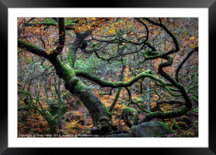 Padley Gorge Autumn Gnarly Trees. Framed Mounted Print by Craig Yates