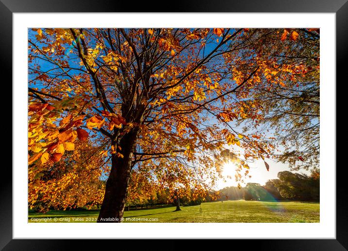 Autumn Sunshine. Framed Mounted Print by Craig Yates