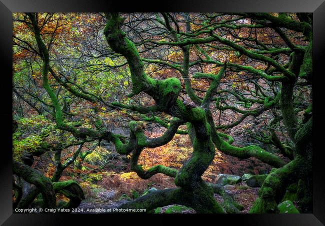 Twisted Gnarly Trees Padley Gorge Framed Print by Craig Yates