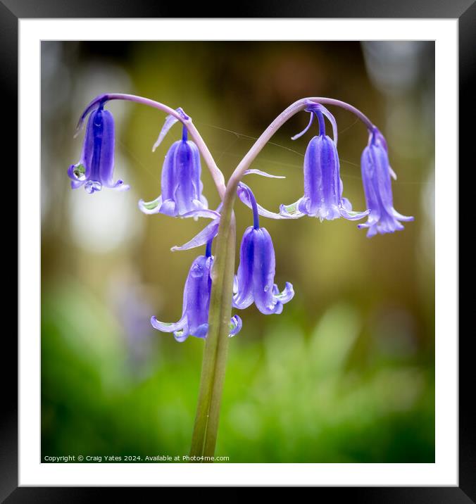 Bluebelles Macro Shot Framed Mounted Print by Craig Yates