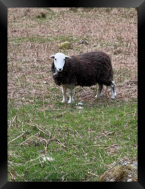 A group of sheep standing on top of a grass covered field Framed Print by Lauren Dent