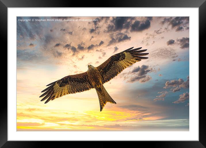 Red Kite in Flight at Sunset Framed Mounted Print by Stephen Pimm