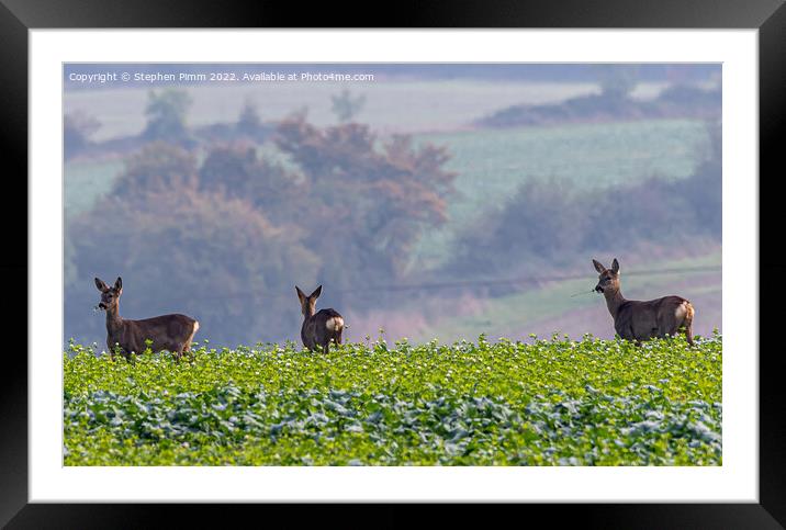 Wild Roe Deer in a field of Rapeseed Framed Mounted Print by Stephen Pimm