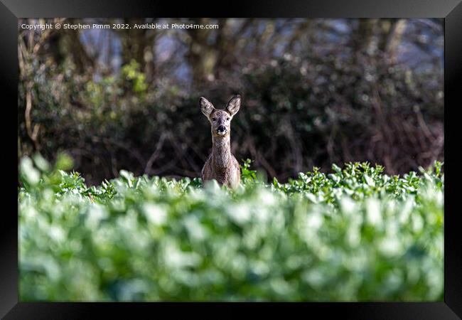A Wild Roe Deer in a field Framed Print by Stephen Pimm