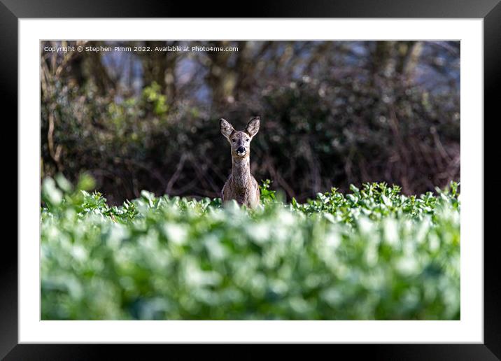 A Wild Roe Deer in a field Framed Mounted Print by Stephen Pimm