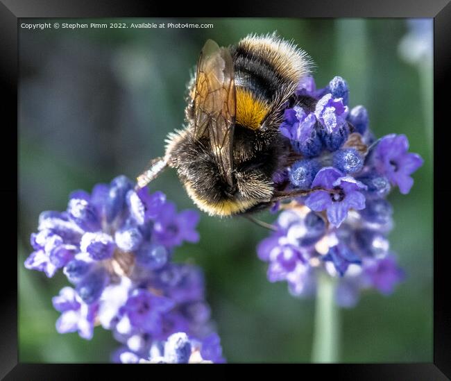 Bee on Lavender Framed Print by Stephen Pimm