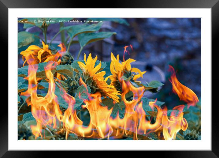 Sunflowers on fire Framed Mounted Print by Stephen Pimm