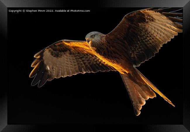 Red Kite in flight Framed Print by Stephen Pimm