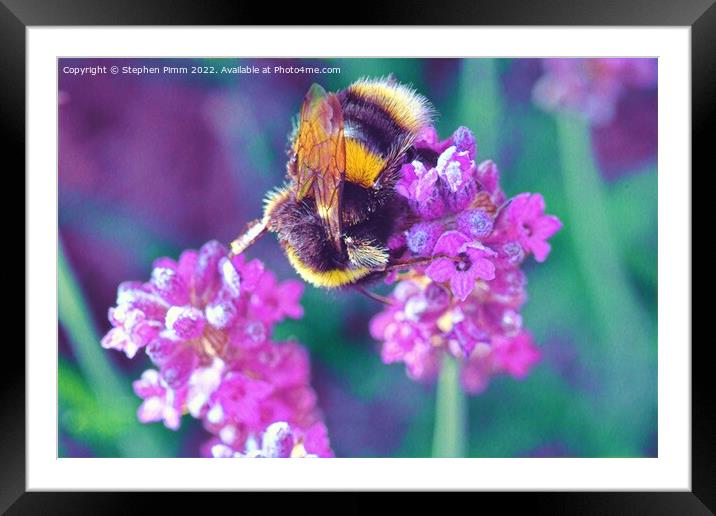 Bee on Lavender Framed Mounted Print by Stephen Pimm