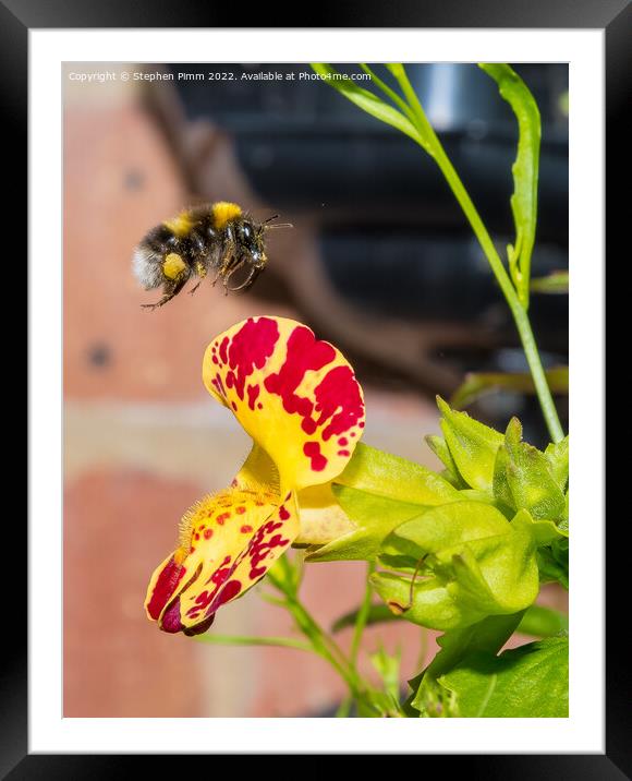 Bee hovering over a flower Framed Mounted Print by Stephen Pimm