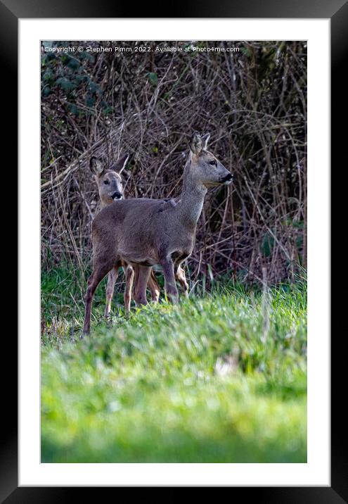 Two Wild Roe Deer in a Field Framed Mounted Print by Stephen Pimm