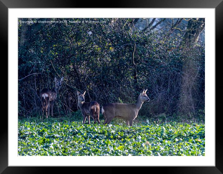 Three Wild Deer in a Field Framed Mounted Print by Stephen Pimm