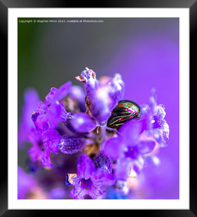 Lavender Beetle on Lavender Framed Mounted Print by Stephen Pimm