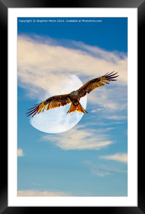 Red Kite Evening Moon Shoot Framed Mounted Print by Stephen Pimm