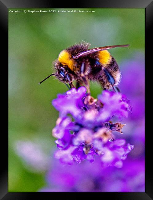 Bee on Lavender Framed Print by Stephen Pimm