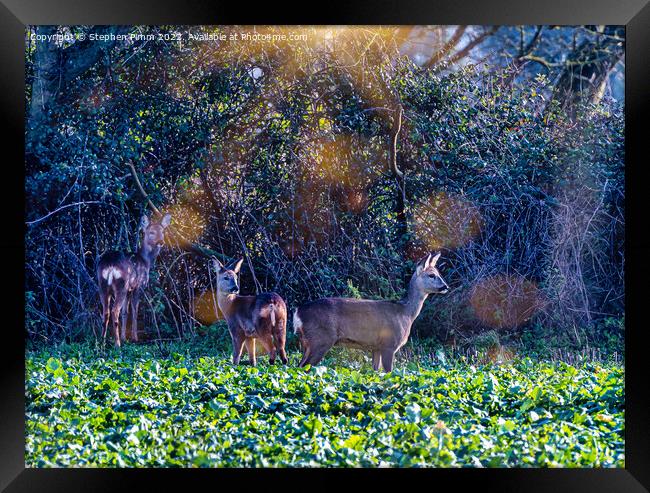 Roe Deer in a field Framed Print by Stephen Pimm